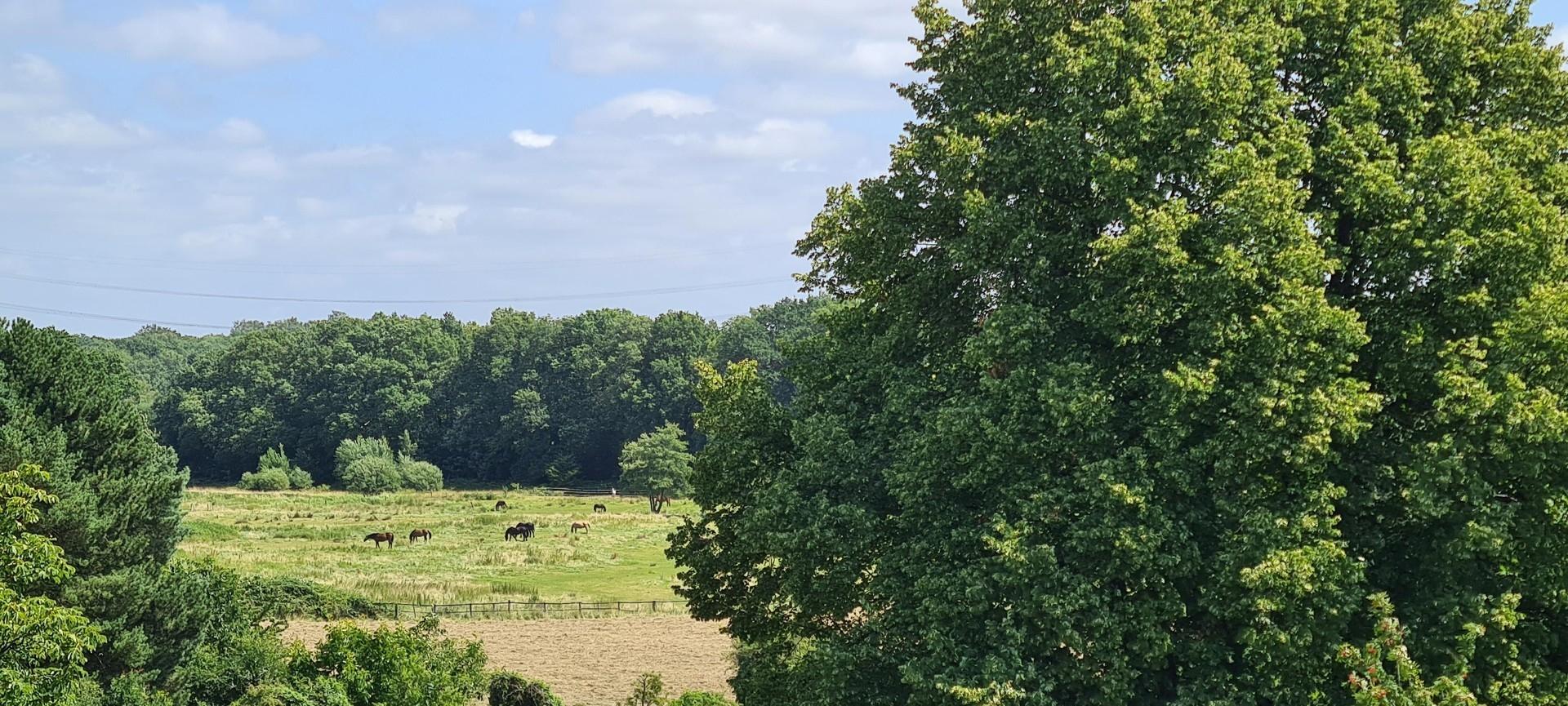 Ausblick von der Terrasse 