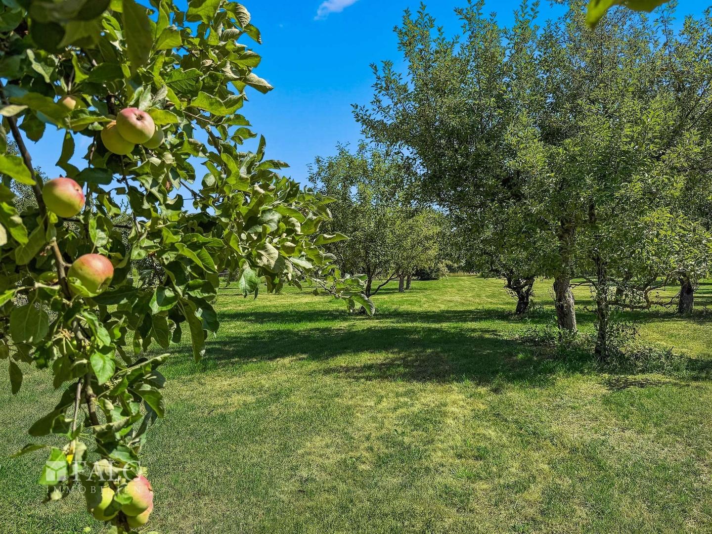 Obstwiese