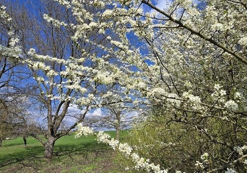 Geretsham 9_17.04.2026_ (25)