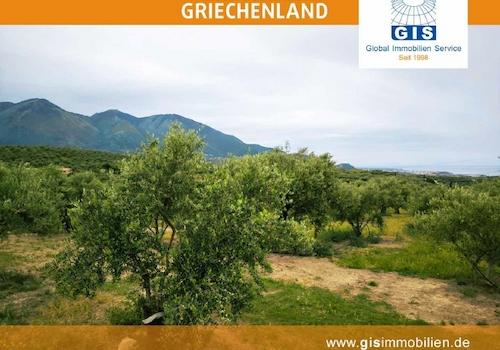 schöne Olivenbäume