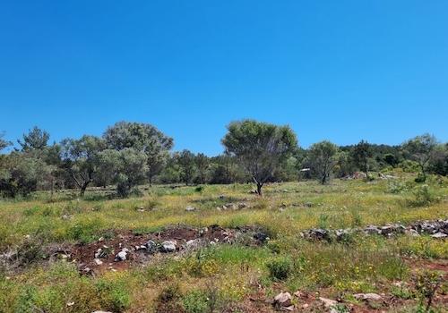mediterrane Vegetation