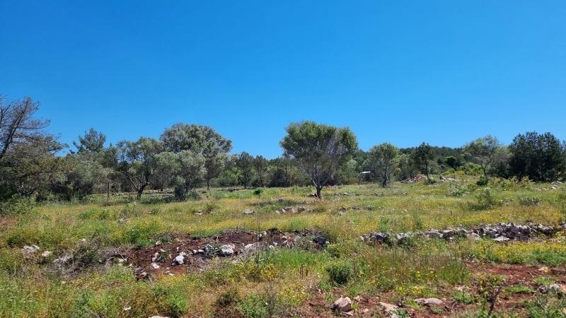 mediterrane Vegetation