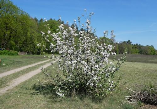 Sommerapfelbaum