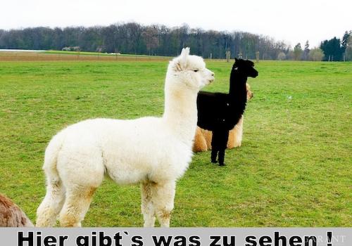 Hier gibts was zu sehen !!!