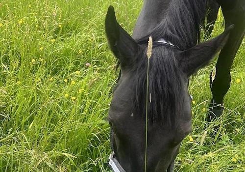 Pferd