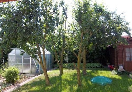 Garten mit Gewächshaus