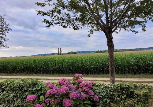 Blick aufs Feld