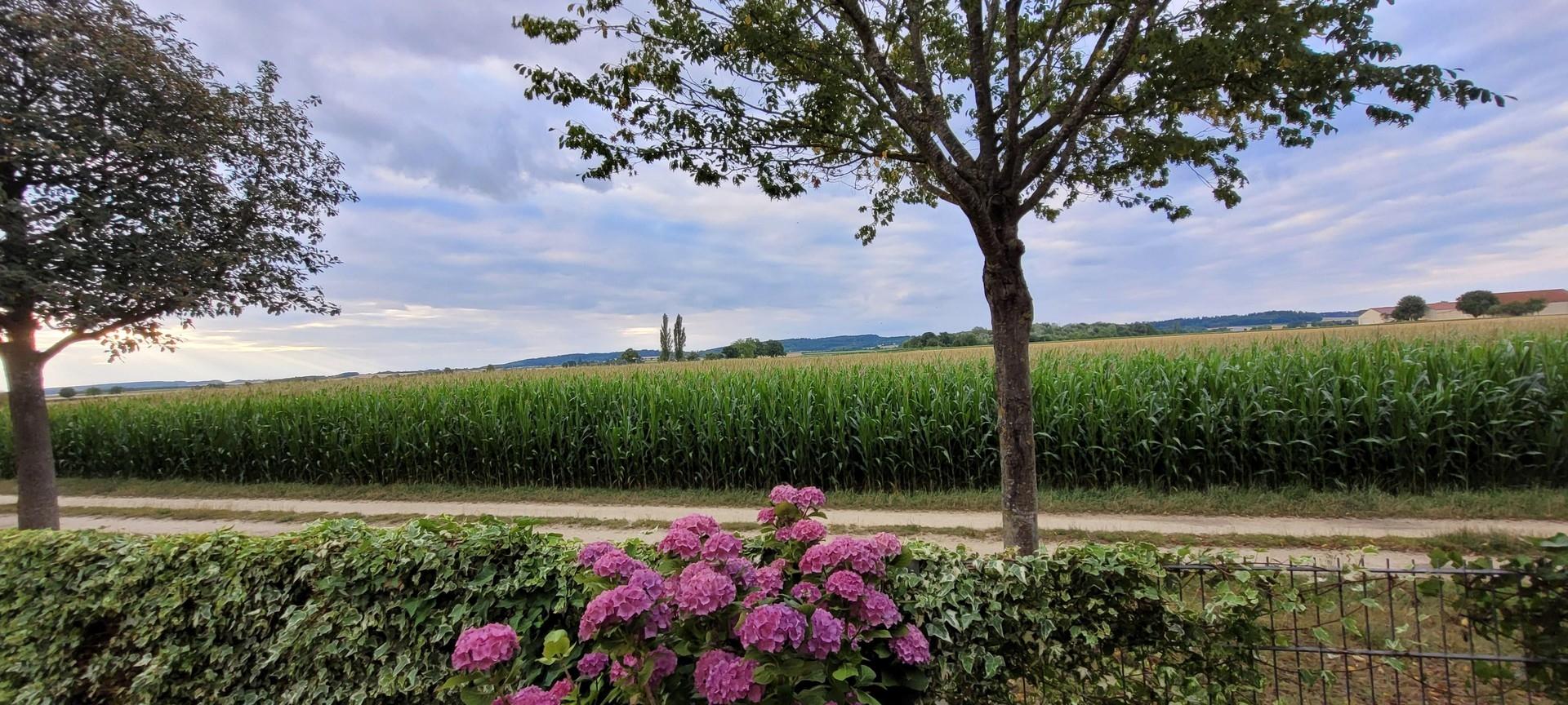 Blick aufs Feld