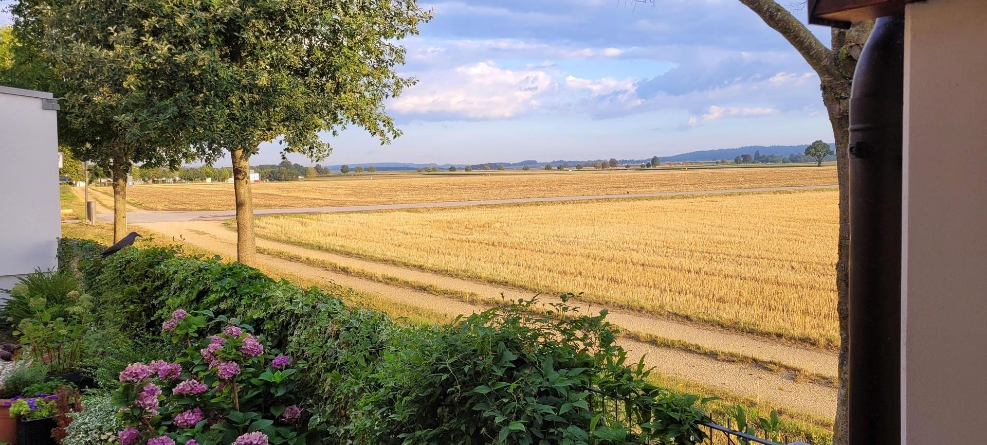 Blick aufs Feld