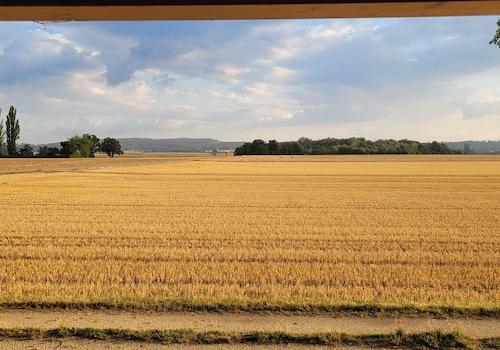 Blick aufs Feld