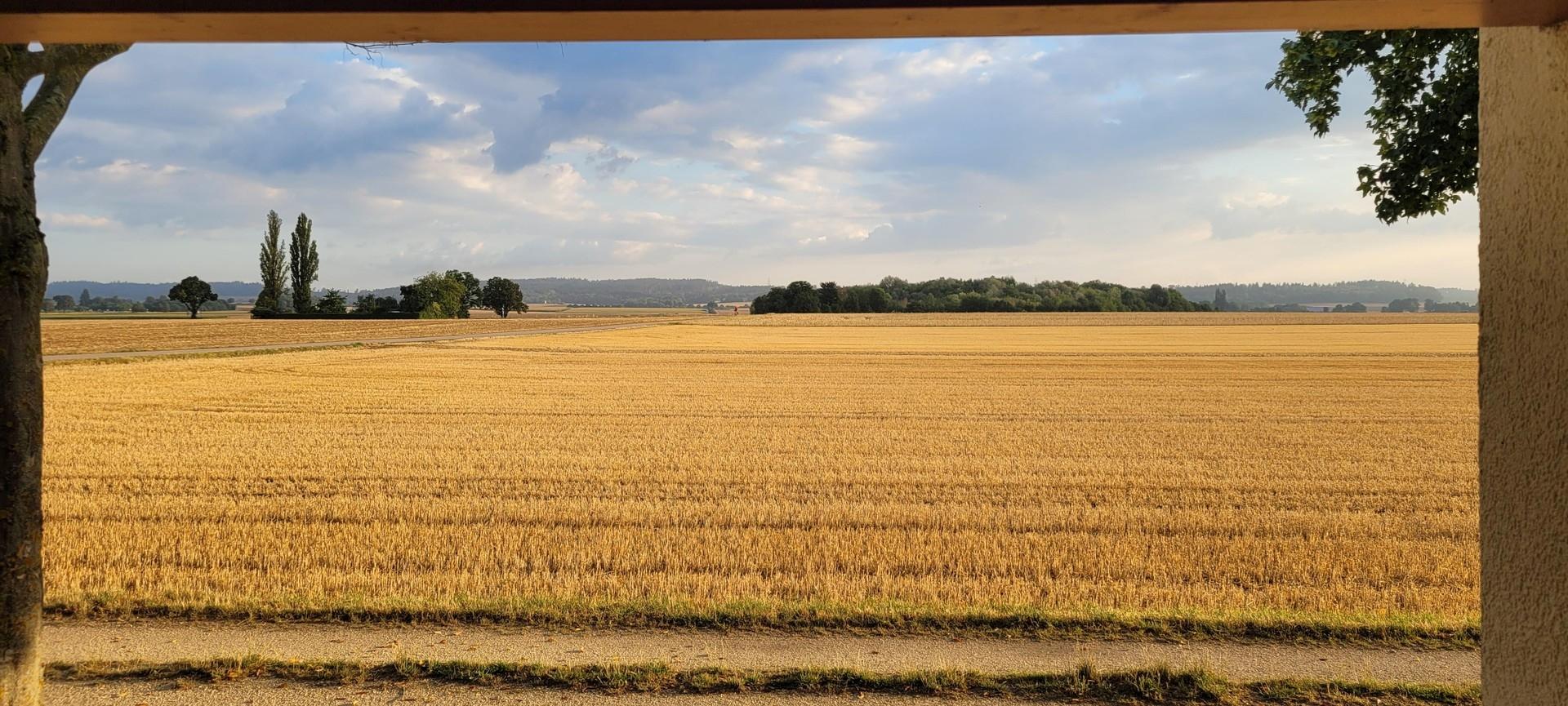 Blick aufs Feld