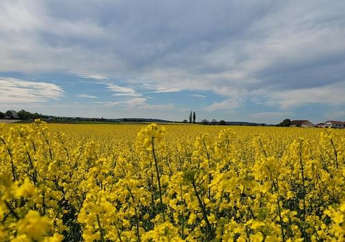 Blick auf Gaimersheim vom Feld