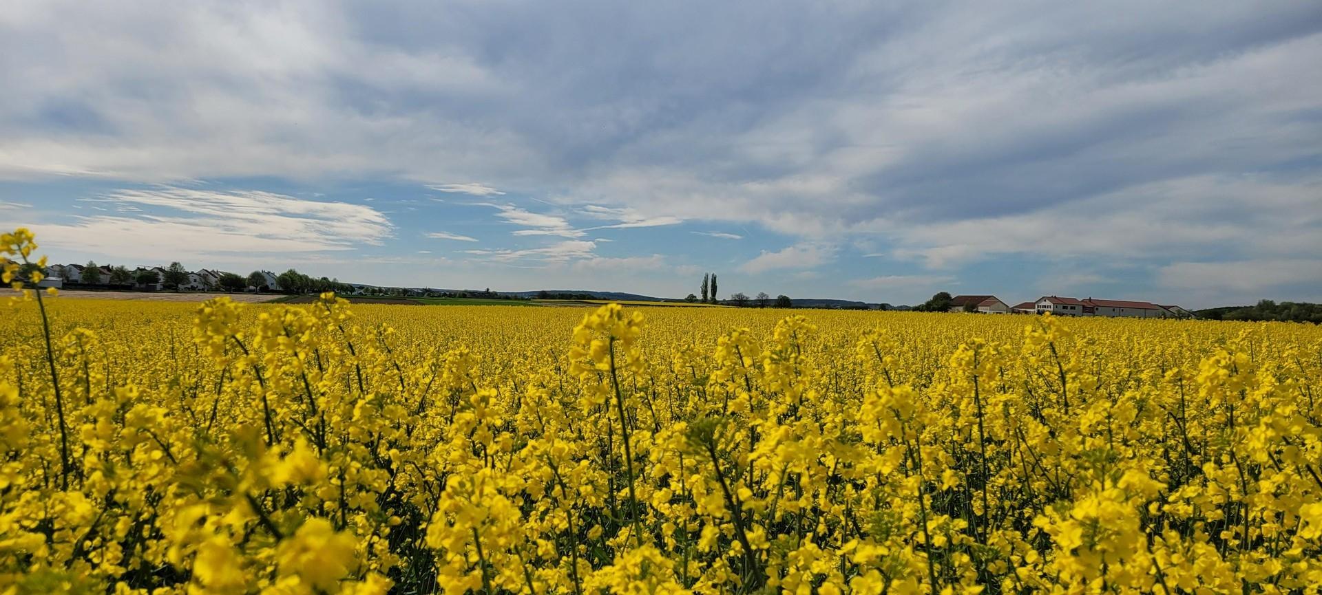 Blick auf Gaimersheim vom Feld
