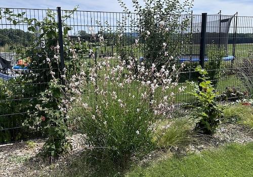 Garten_links
