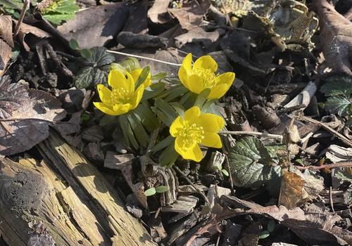 Blumengruß aus dem Garten