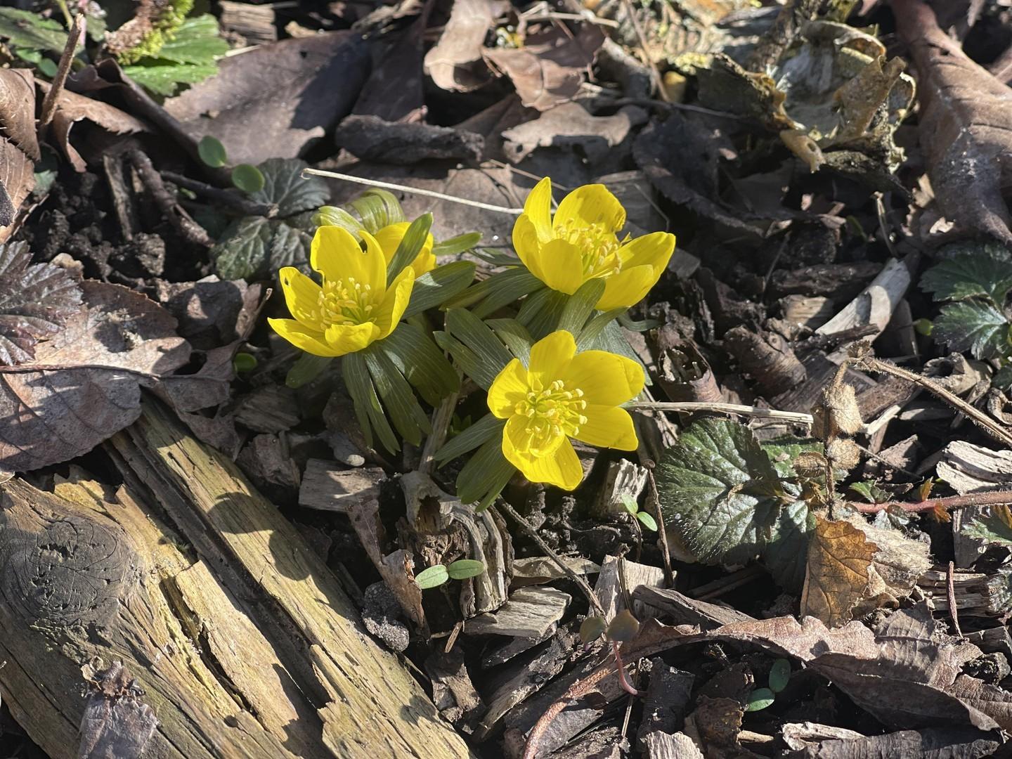 Blumengruß aus dem Garten