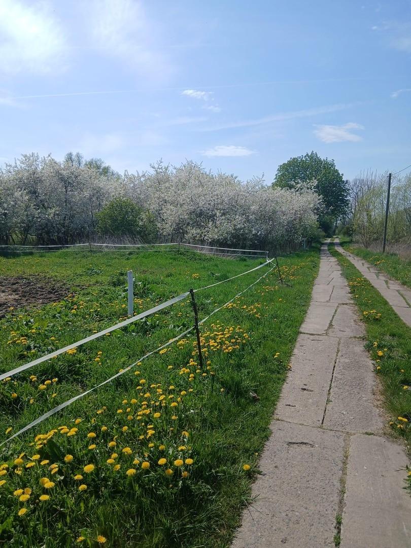Dorfstr. vorm Grundstück