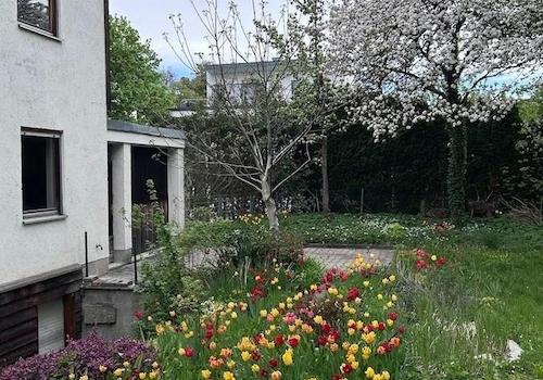 Tulpen im Garten