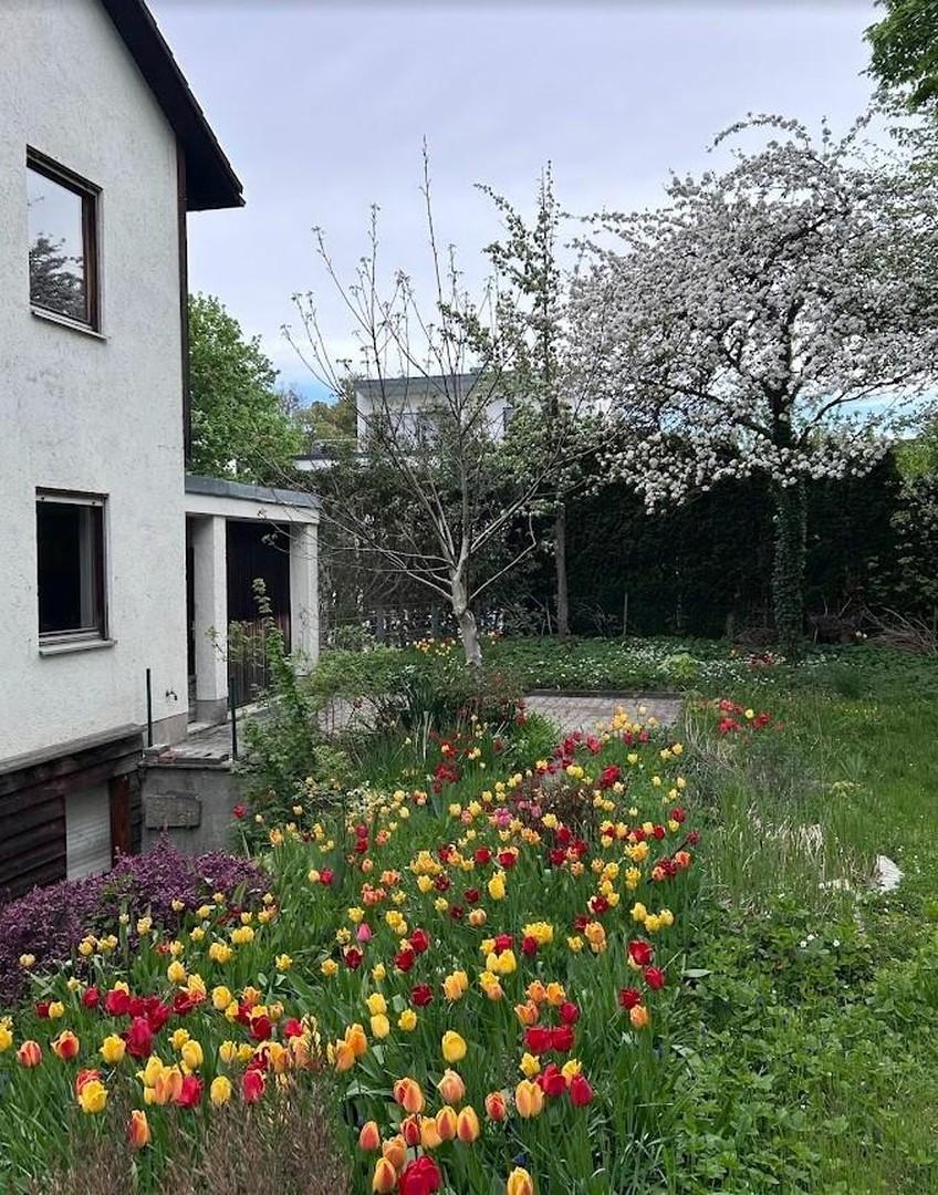 Tulpen im Garten
