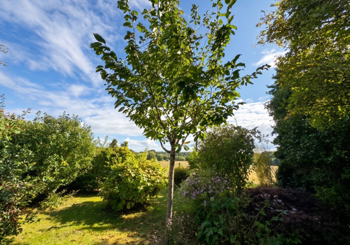 Feldblick aus dem Garten
