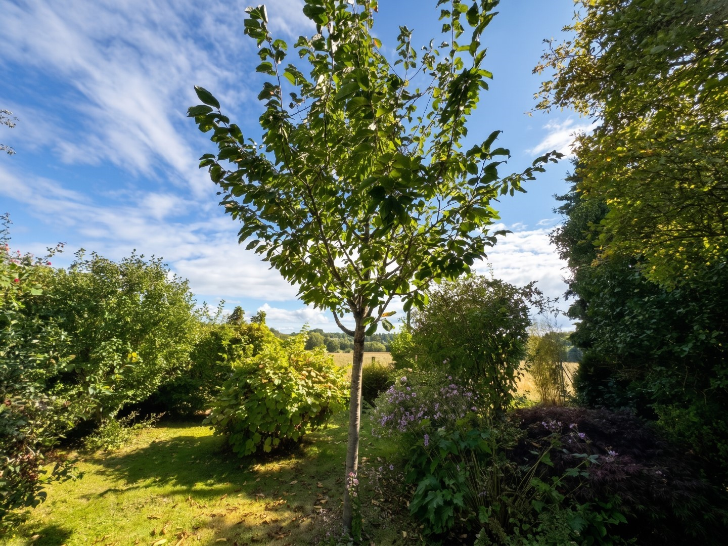 Feldblick aus dem Garten