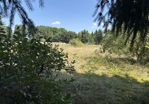 Blick auf die Wiese