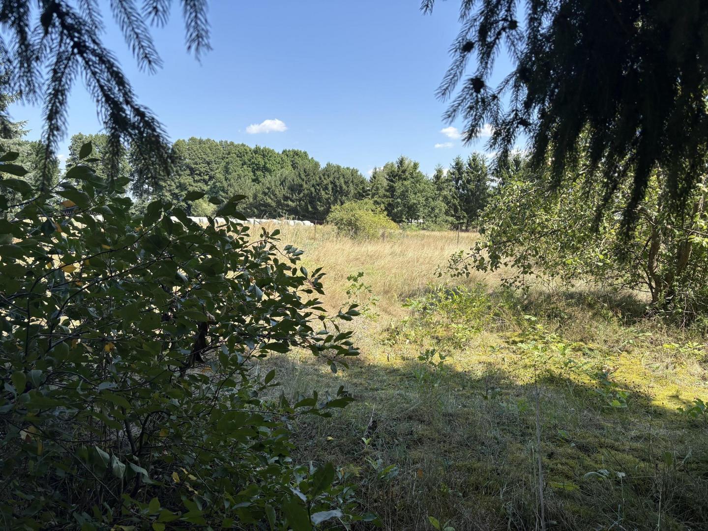 Blick auf die Wiese