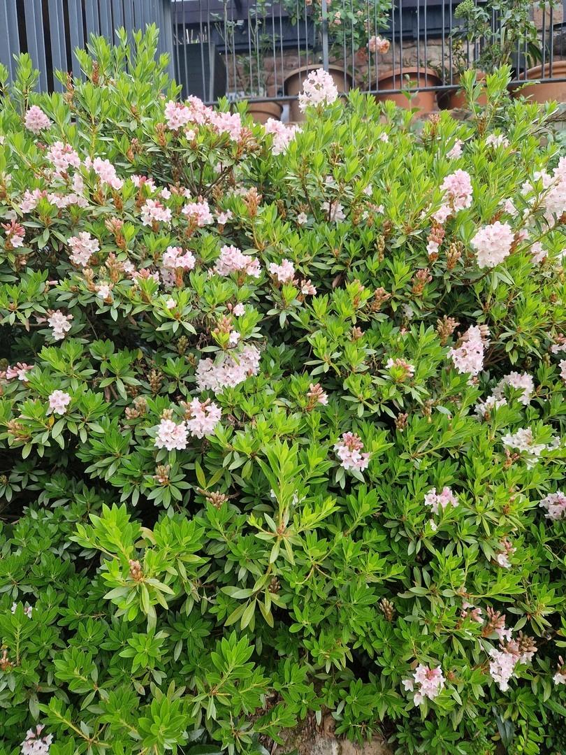 Gartenimpression