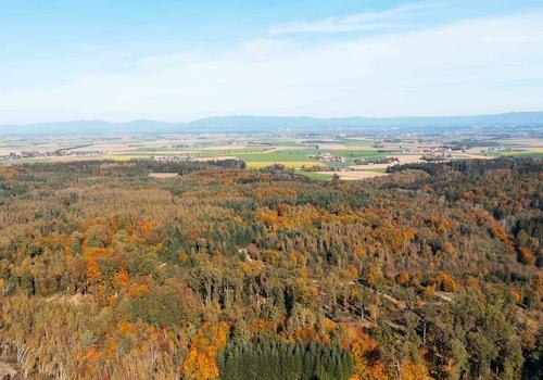 Die Ansicht auf den weitläufigen Wald um das Grundstück herum
