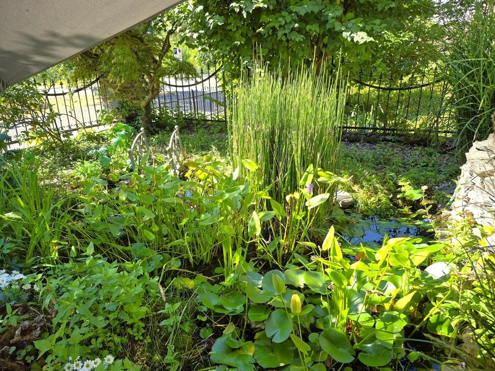 Gartenteich