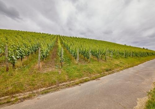 ca. 1,5 ha Weinbaufläche