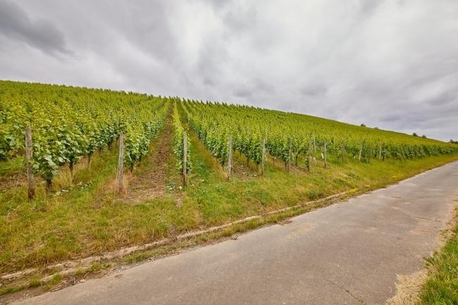 ca. 1,5 ha Weinbaufläche