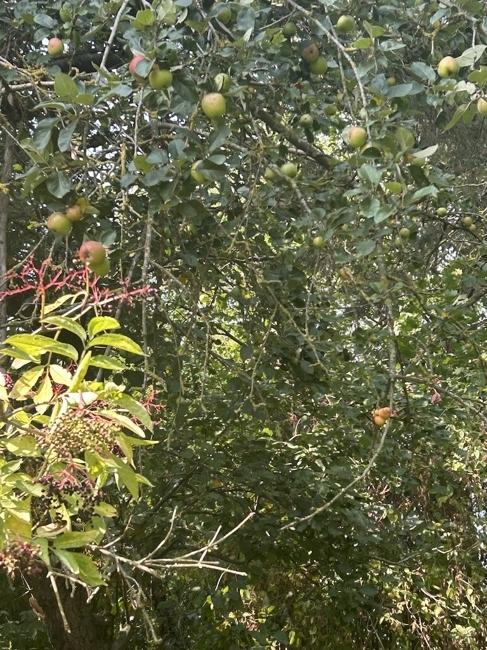 Äpfel im Garten