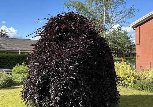 Gartenansicht 