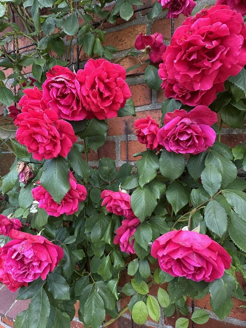 Gartenansicht 
