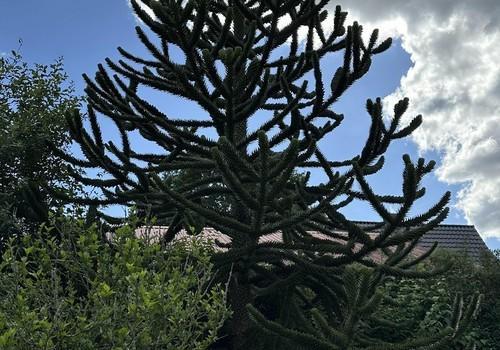 Gartenansicht 