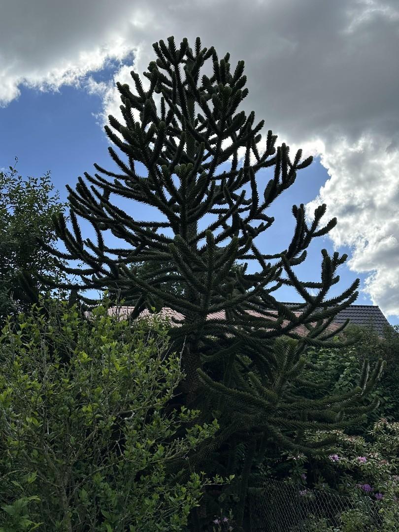 Gartenansicht 