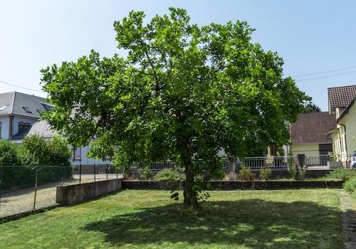 Kleiner vorderer Garten