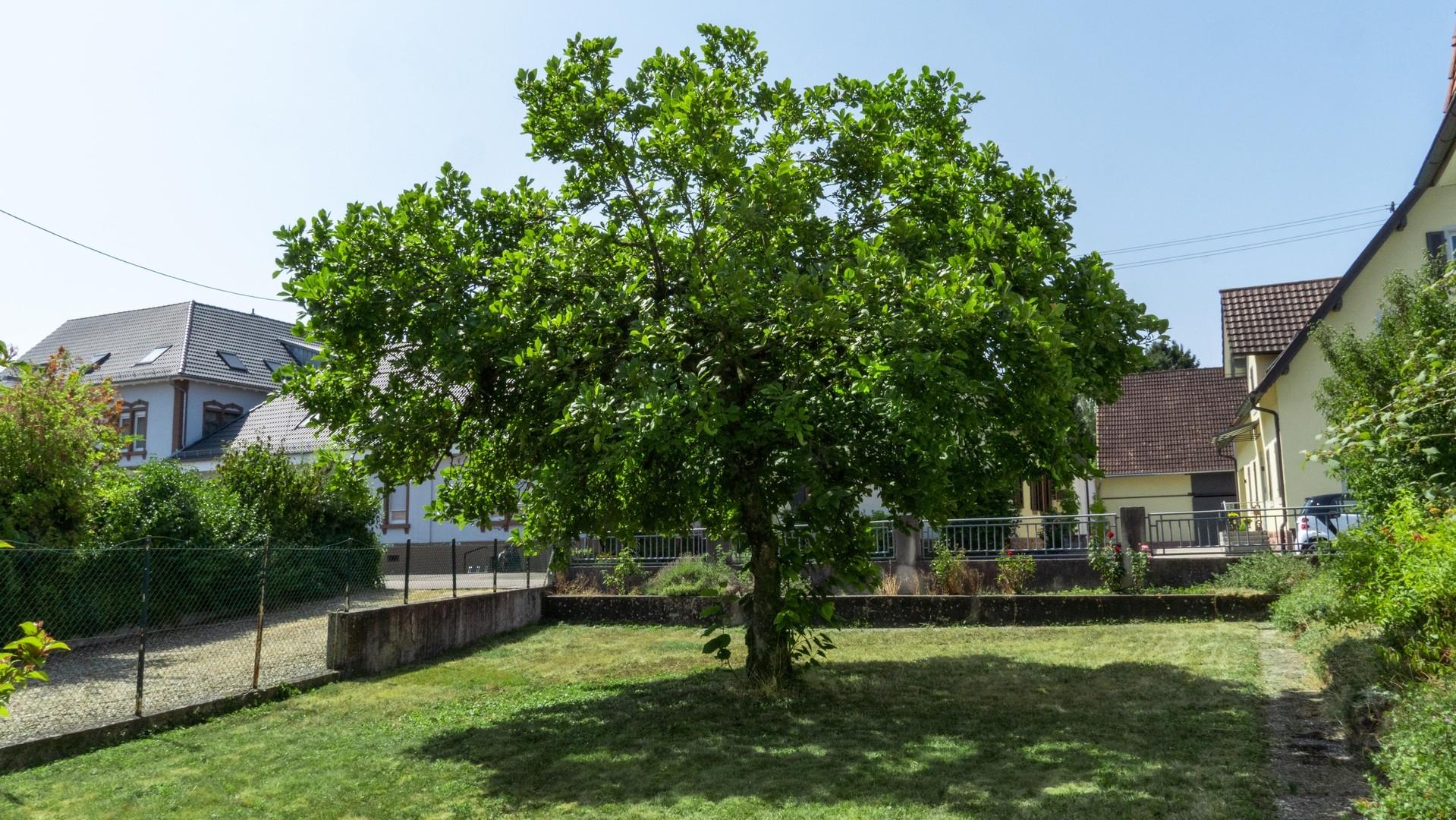 Kleiner vorderer Garten