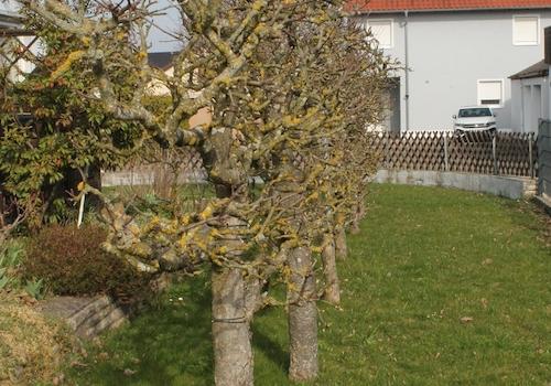 Gartengrundstück