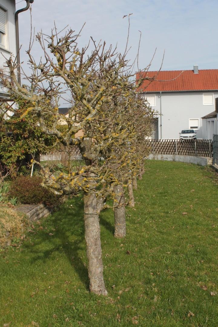 Gartengrundstück