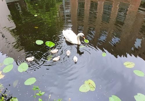 Alsterschwäne mit Jungen
