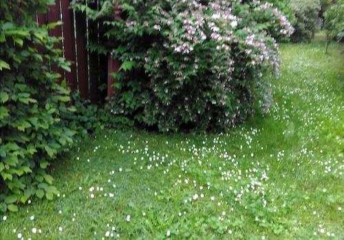 im großen Garten..