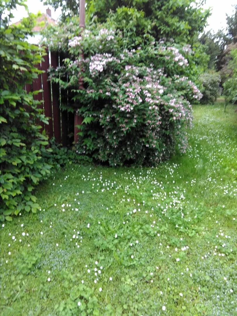 im großen Garten..