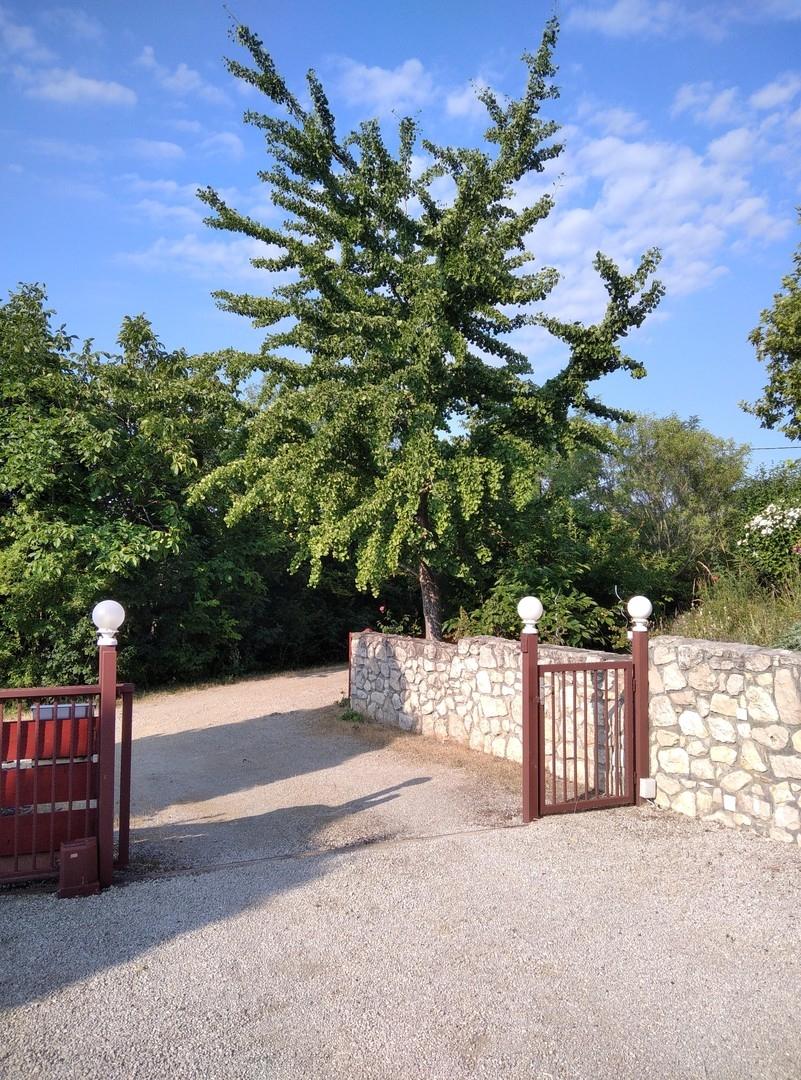 Hofseite mit Gingkobaum