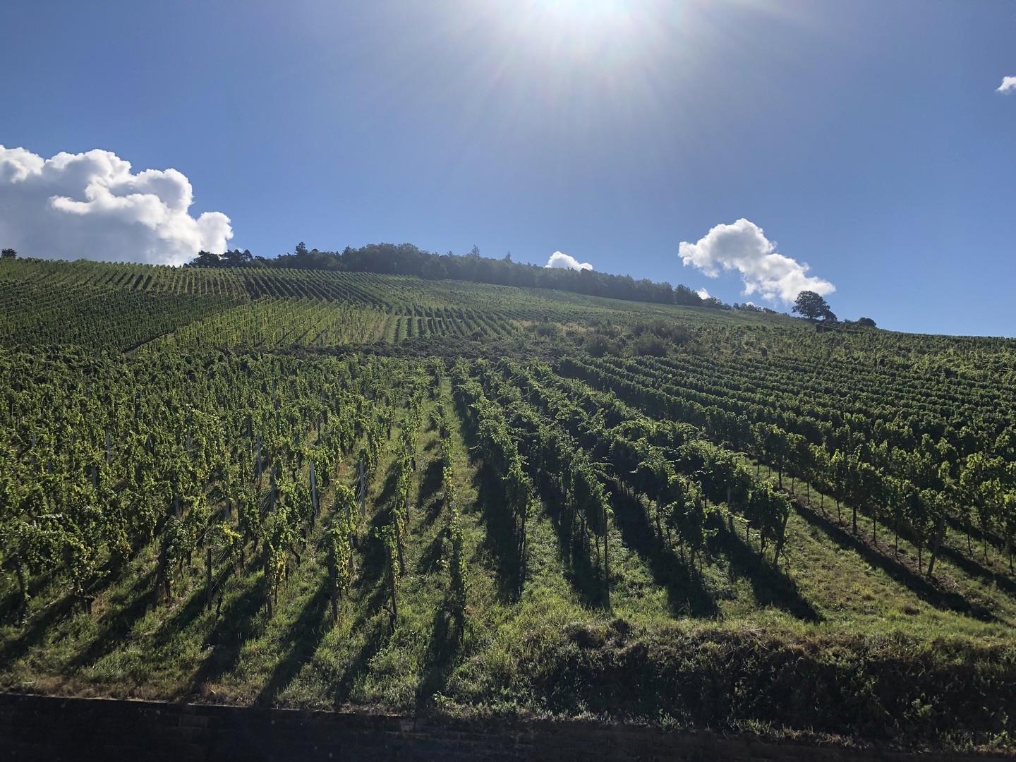 Rebhang und Schwarzwald