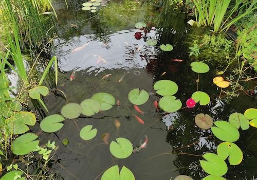 Teich